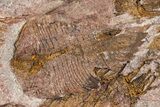 Rare, Lichid Trilobite With Eocrinoid Mortality (Pos/Neg) #255338-2